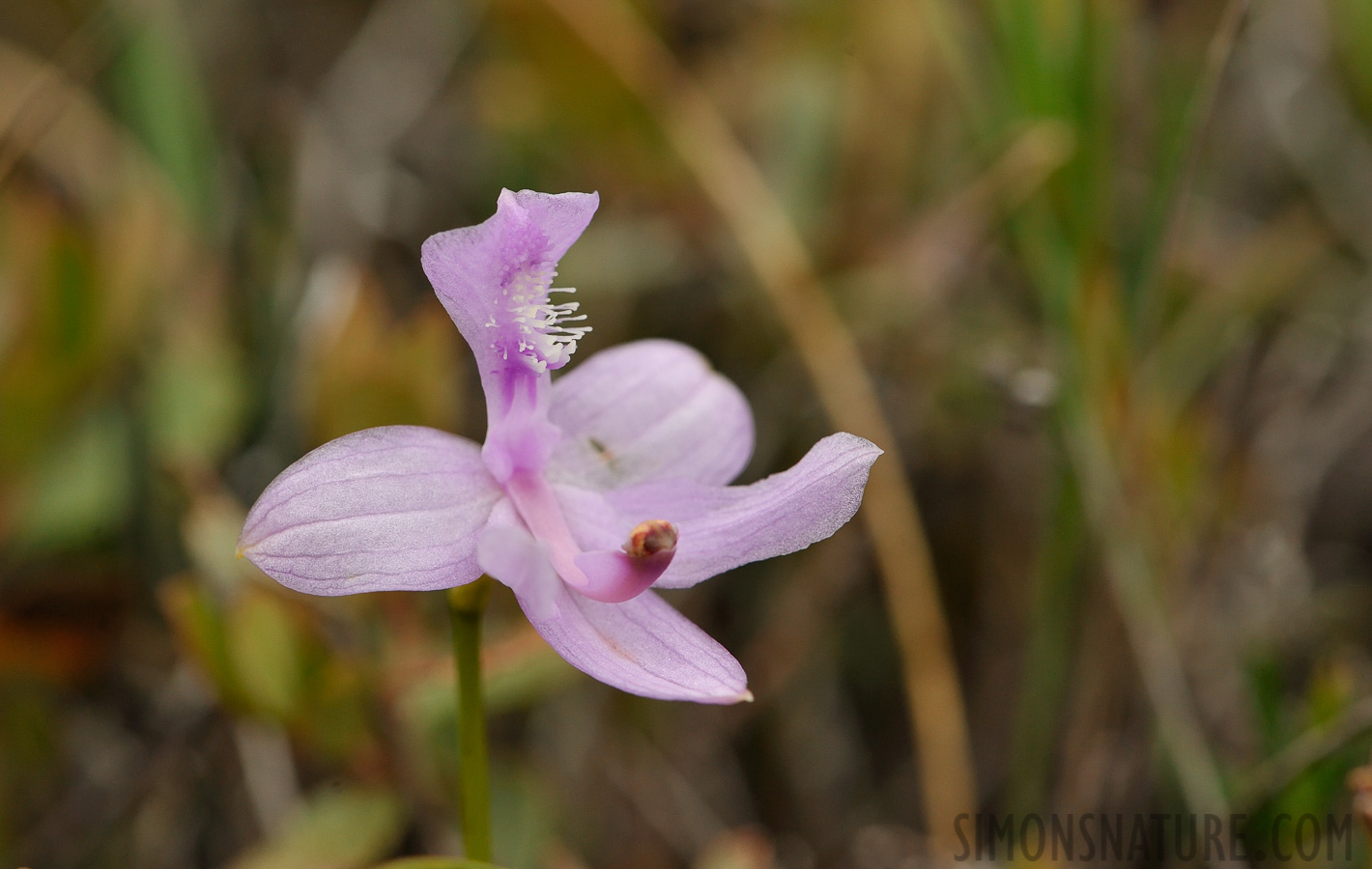 Calopogon tuberosus [105 mm, 1/640 sec at f / 10, ISO 800]